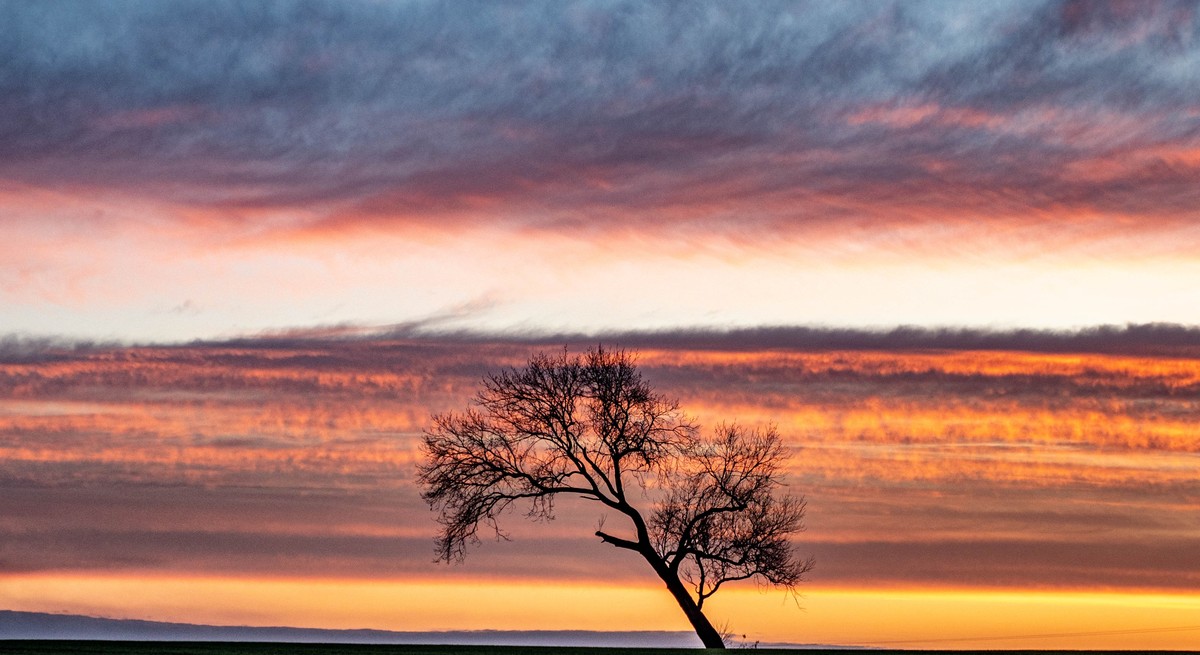 9 The lonley tree at sunset